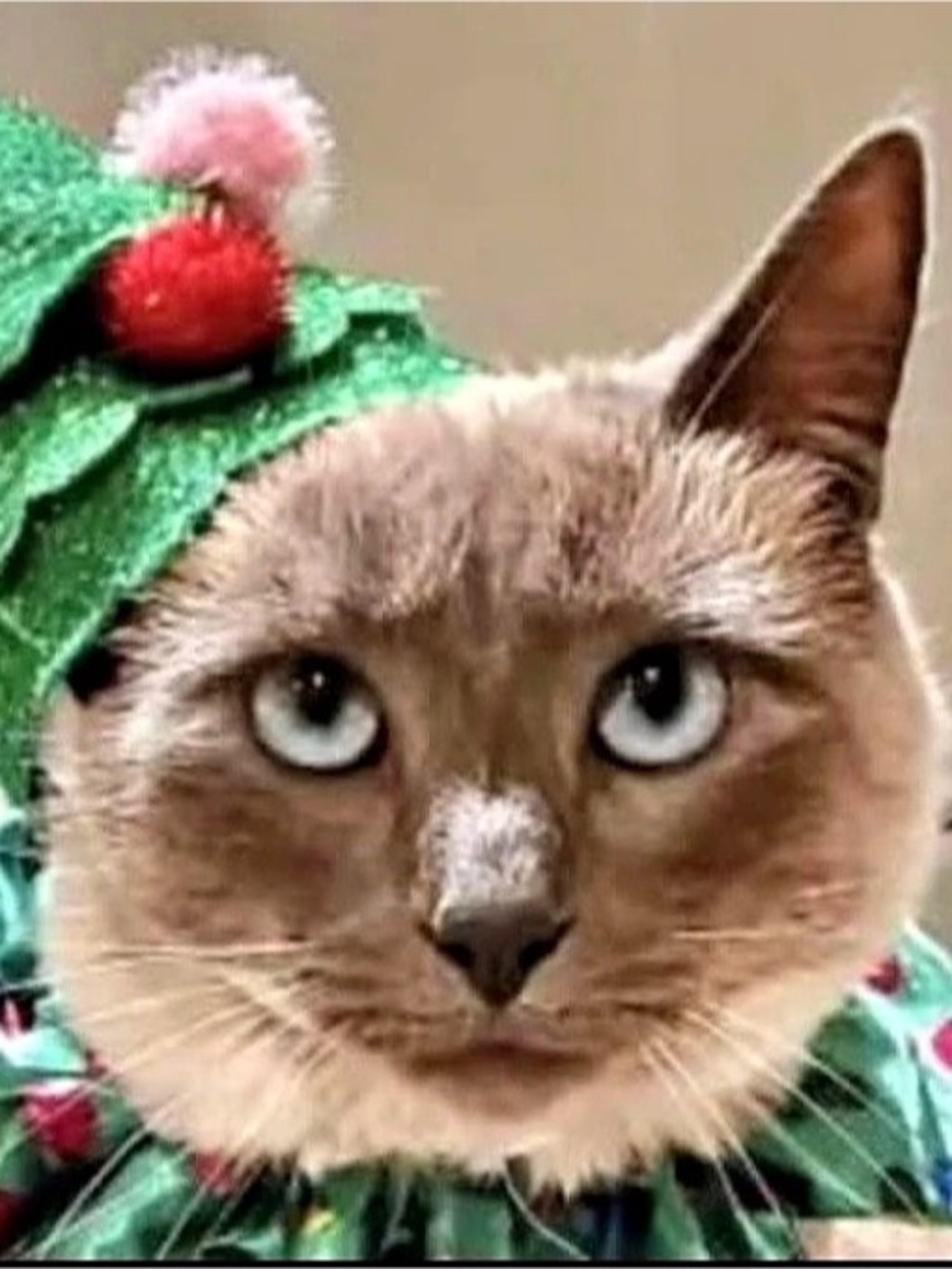 Vibrant Life Holiday Pet Accessory Christmas Tree Hat Holiday Christmas Tree Cat